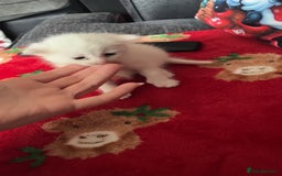 Mixed Breed cats for sale: 4 beautiful little girls looking for homes  - Advert 3