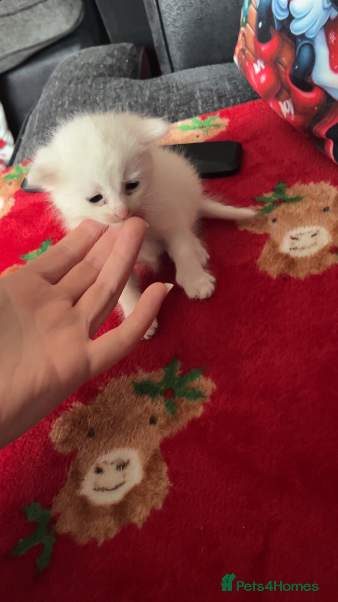 Mixed Breed cats for sale: 4 beautiful little girls looking for homes  - Advert 3