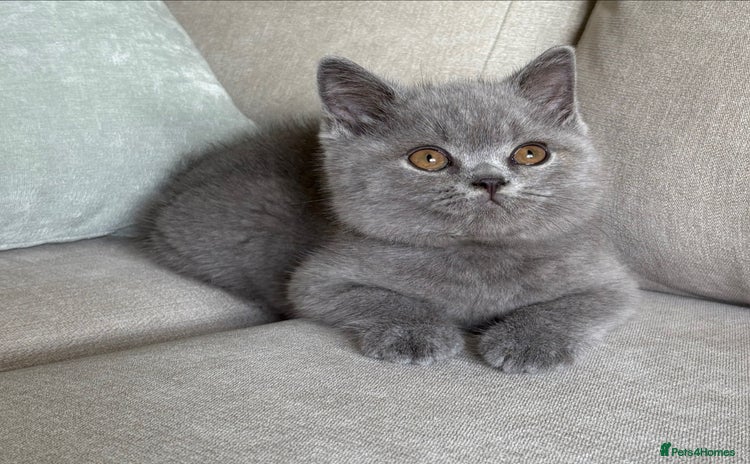British Shorthair cats - Advert 1