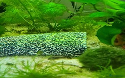 Catfish fish for sale: 22 Baby Common Bristlenose Catfish  - Image 5