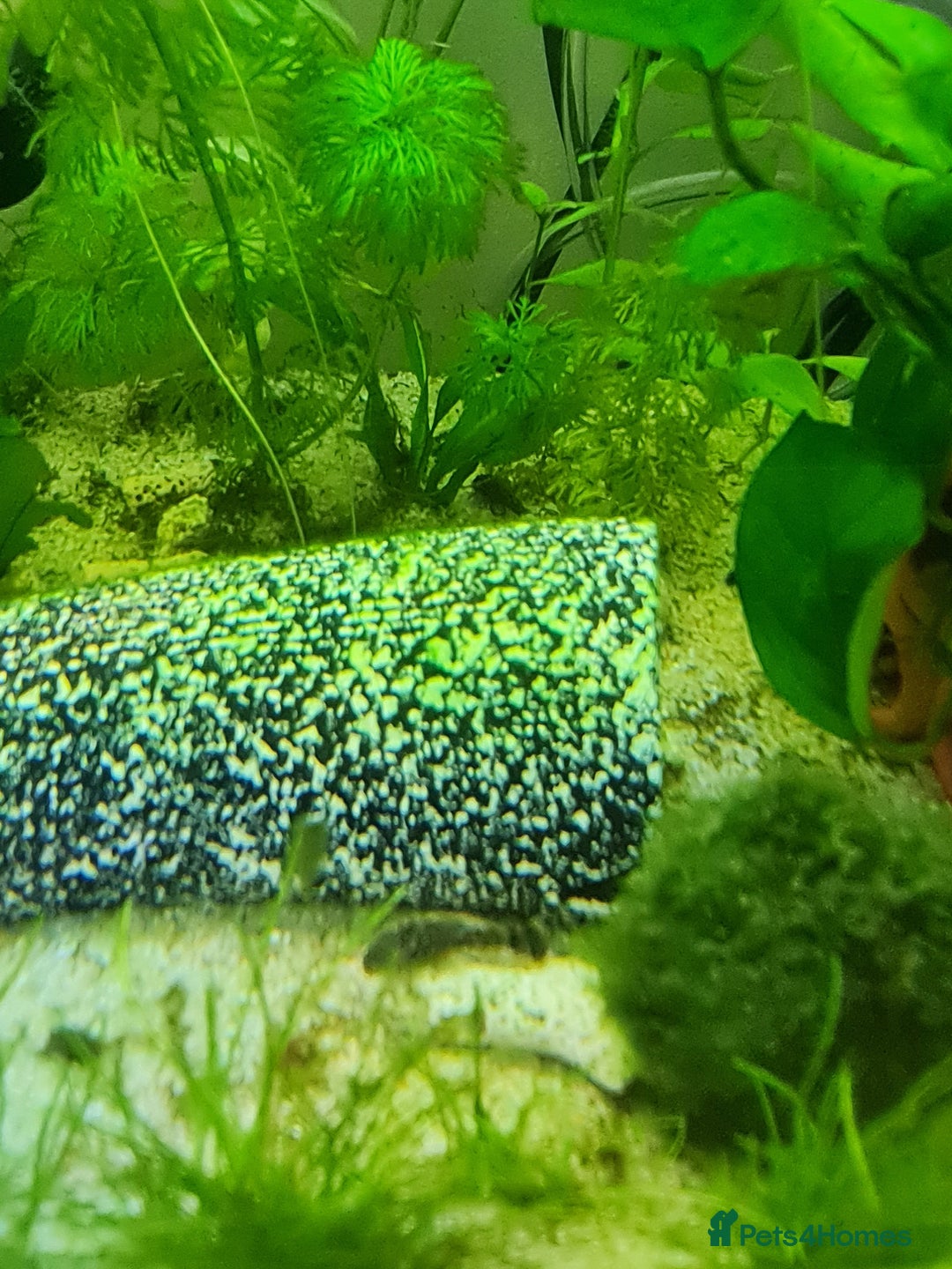 Catfish fish for sale: 22 Baby Common Bristlenose Catfish  - Image 5