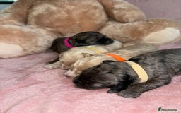 Cavapoo dogs for sale: BEAUTIFUL CAVAPOO PUPPIES HEALTH TESTED PARENTS  - Image 33