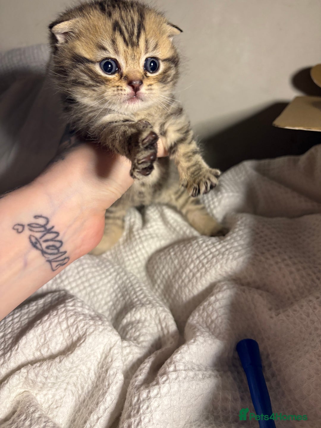 Scottish Fold cats for sale: Perfect Scottish fold x BSH kittens! - Image 3