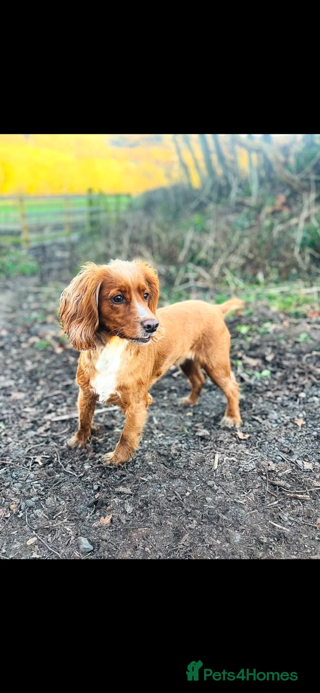 Cocker Spaniel dogs for sale: Beautiful KC registered/working  cocker spaniel - Advert 1