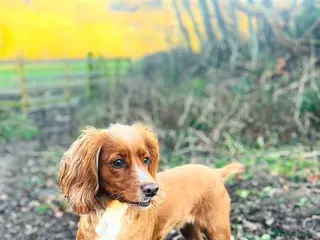 Cocker Spaniel dogs Beautiful KC registered/working cocker spaniel - Advert 1