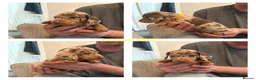 Miniature Dachshund dogs for sale: Miniature Dachshund puppies  in Thornton-Cleveleys - Advert 4
