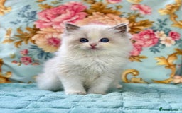 Ragdoll cats for sale: 3 blue bicolour boys  - Image 16