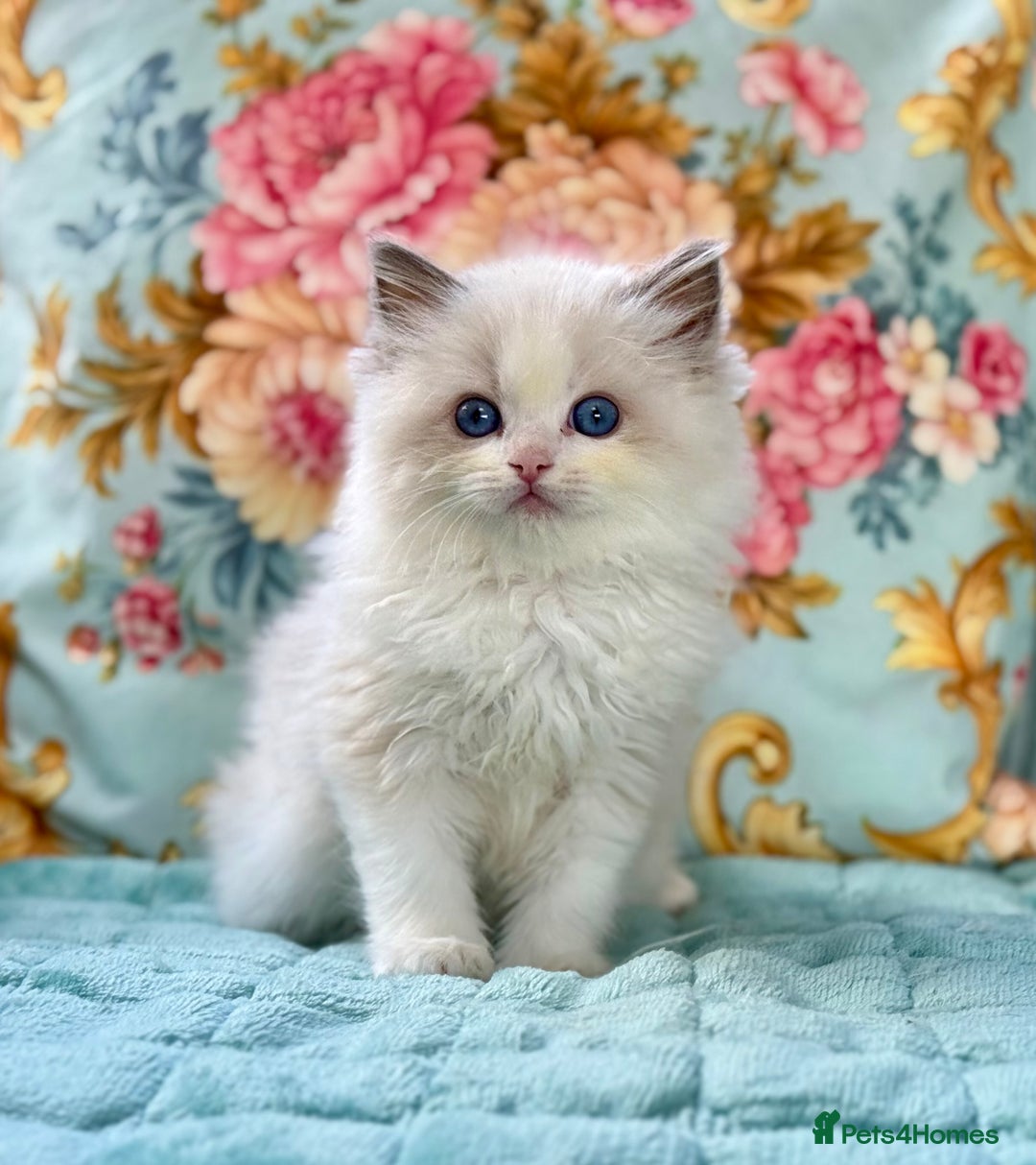 Ragdoll cats for sale: 3 blue bicolour boys  - Image 16