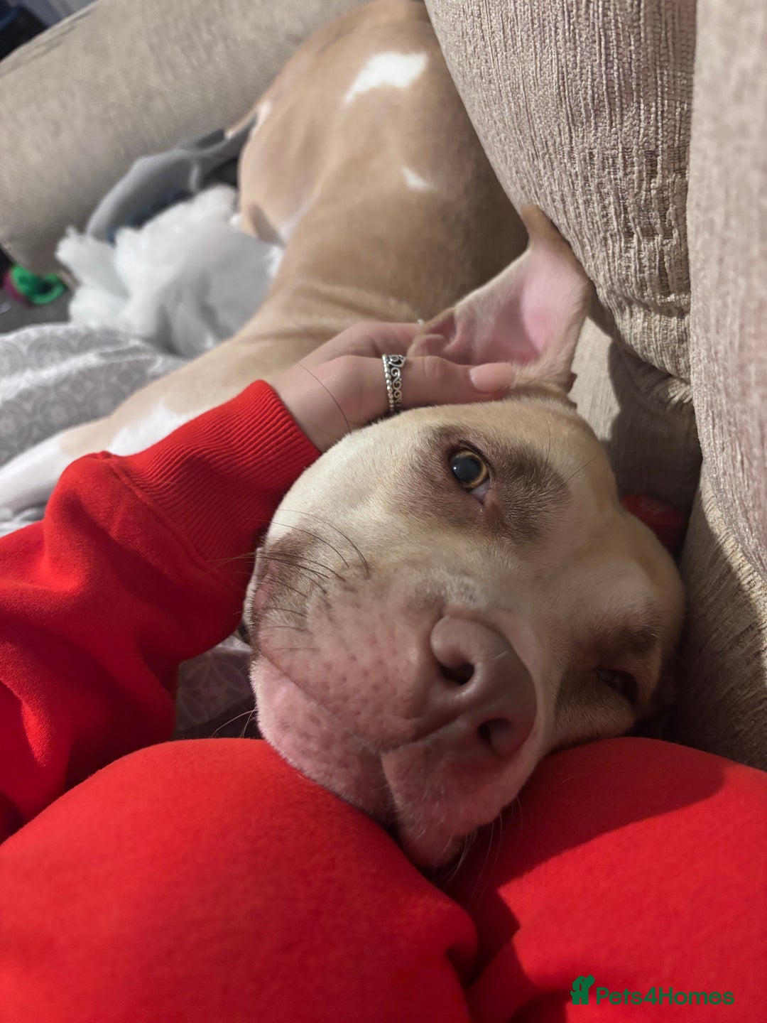 Mixed Breed dogs for sale: New Home ASAP - Advert 4