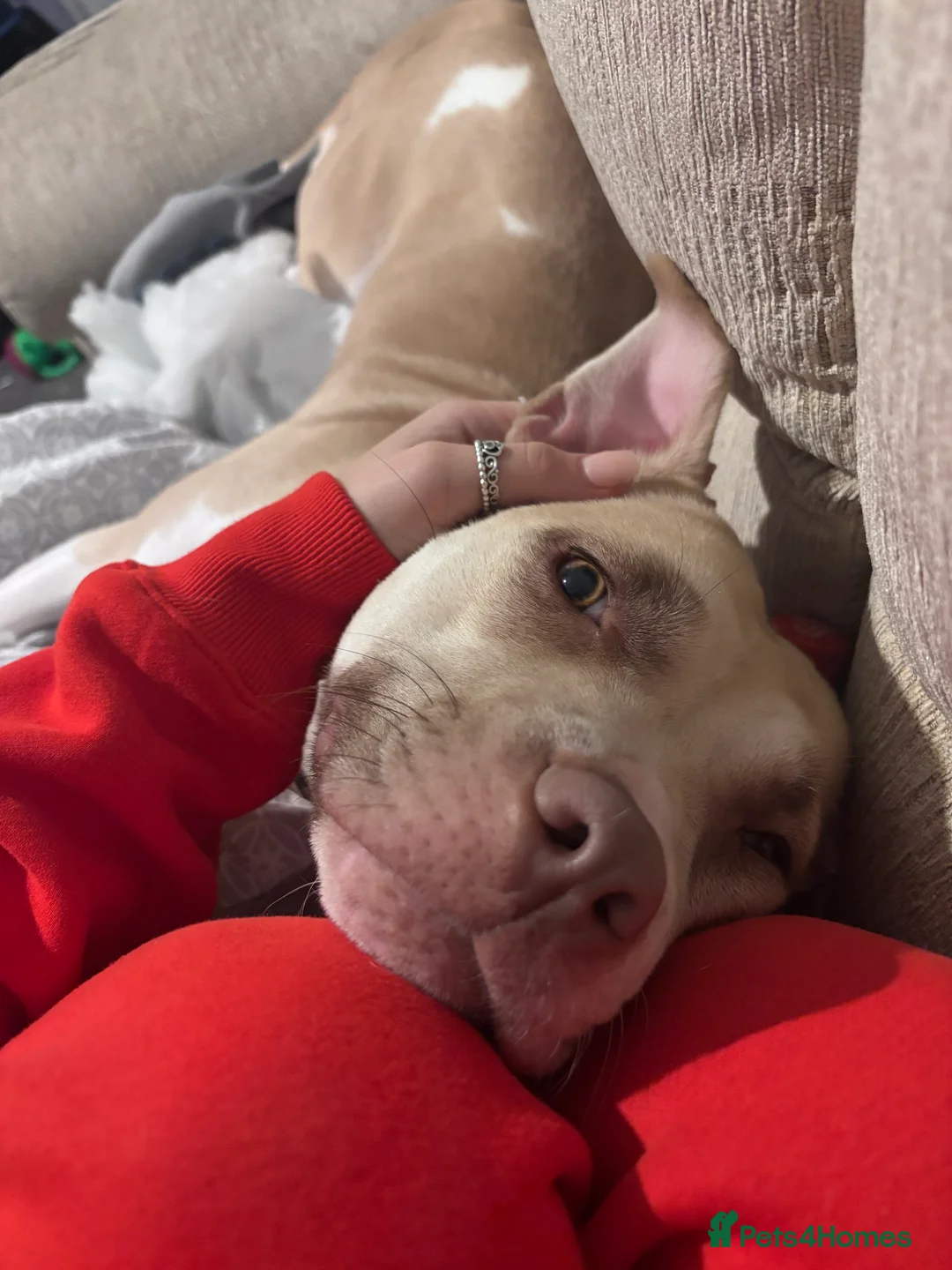 Mixed Breed dogs for sale: New Home ASAP - Advert 4