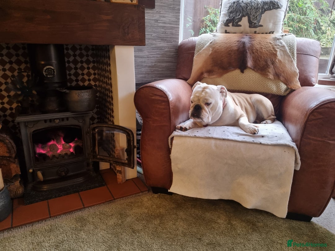 English Bulldog dogs for sale: Bulldog bitch 5 years old - Image 3