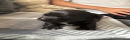 Chihuahua dogs for sale: Beautiful long haired black chihuahua puppies in Oxted - Advert 13