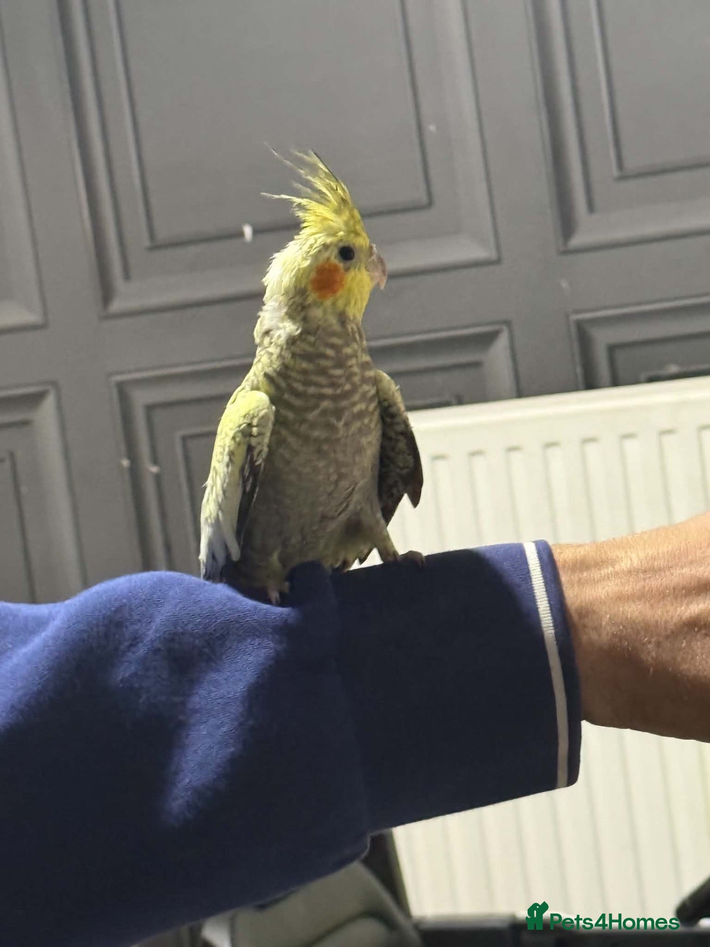 Cockatiels birds 4 Month Old Baby Cockatiels  - Advert 1