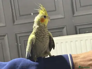 Cockatiels birds 4 Month Old Baby Cockatiels - Advert 1