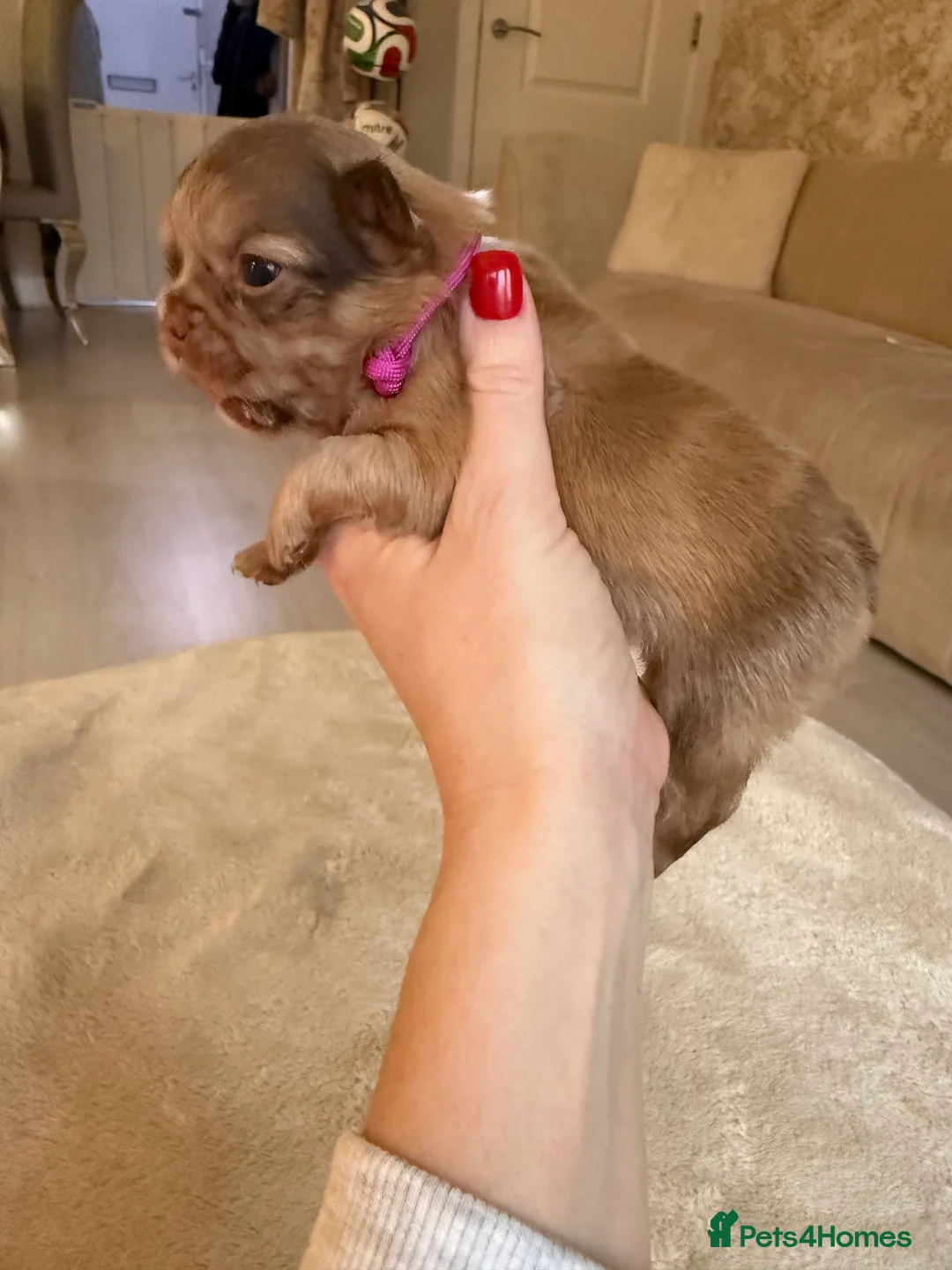 French Bulldog dogs for sale: Full fluffy frenchies  - Advert 10