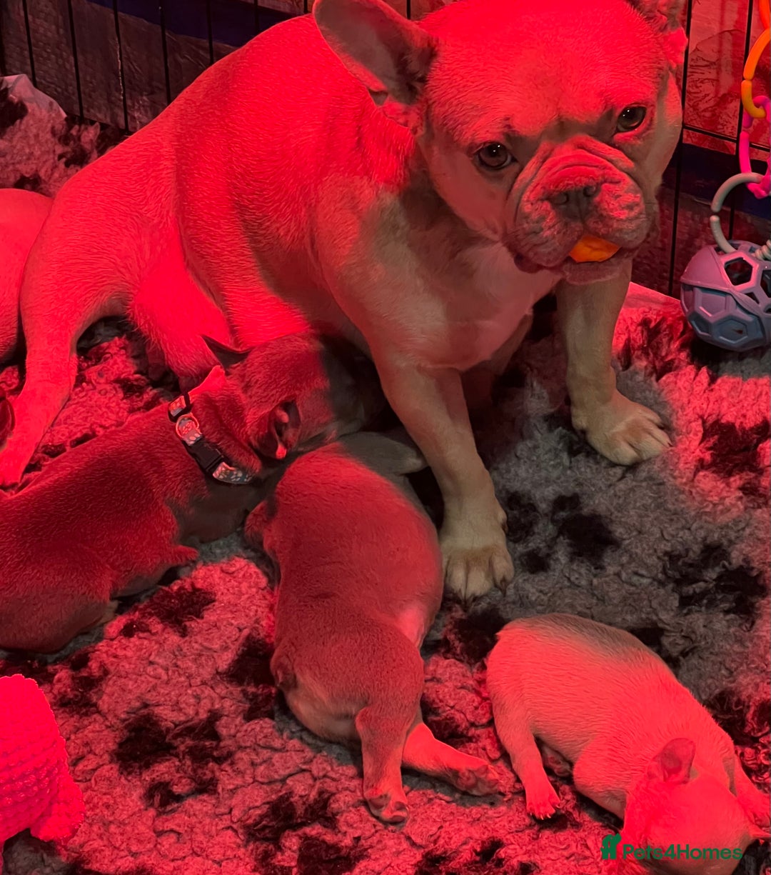 French Bulldog dogs for sale: 2 frenchies left ready to leave now (£850) - Image 5