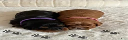 Cavalier King Charles Spaniel dogs for sale: * KC Reg Health Tested Puppies *  - Advert 3