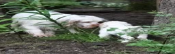 Clumber Spaniel dogs for sale: Quality Clumber Spaniel Puppies  in Malvern - Advert 12