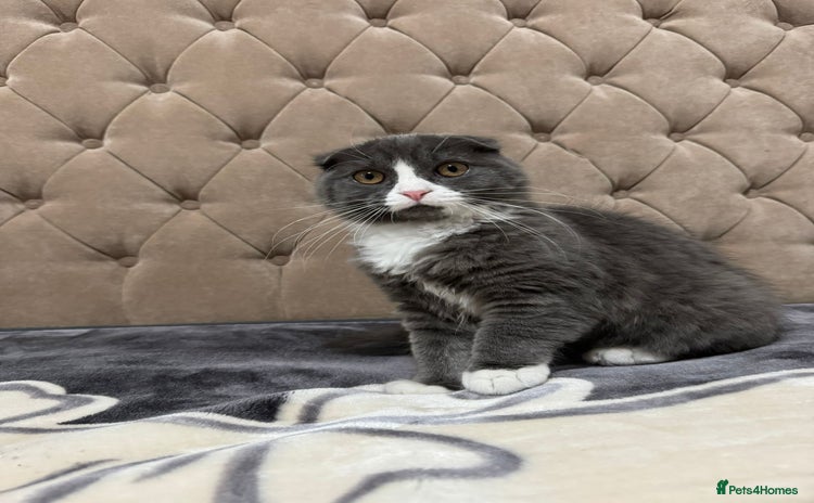 Scottish Fold cats Male Scottish fold  - Advert 1