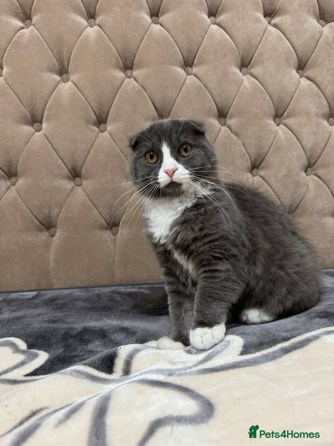 Scottish Fold cats for sale: Male Scottish fold  - Advert 1