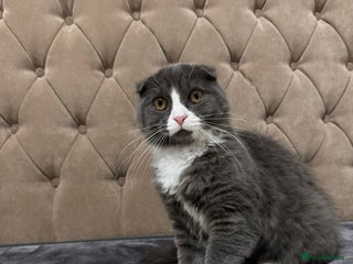 Scottish Fold cats Male Scottish fold - Advert 1