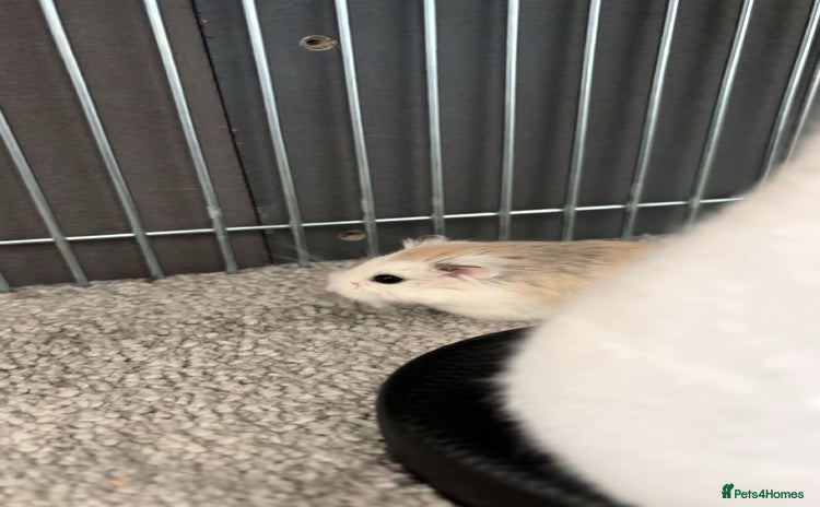 Hamster rodents - Advert 1
