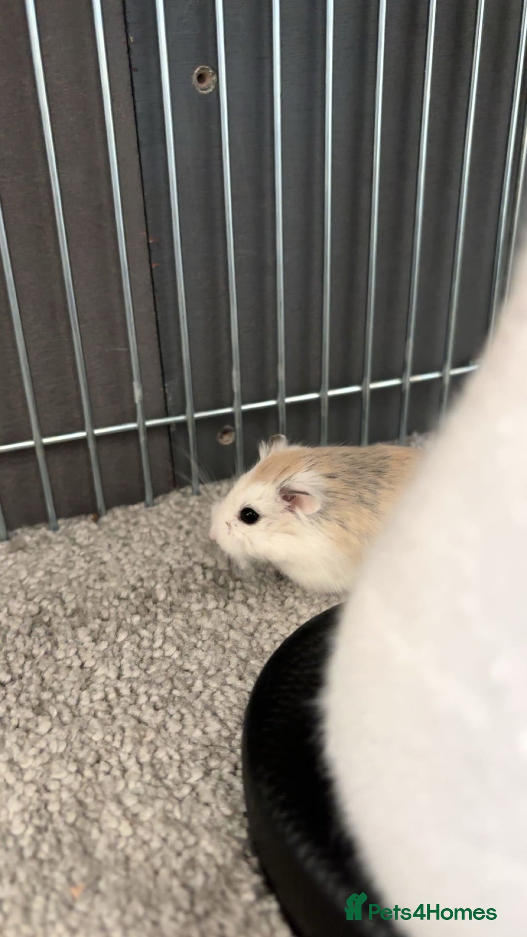 Hamster rodents for sale: Robo (possible dwarf mix) hamster  - Image 1