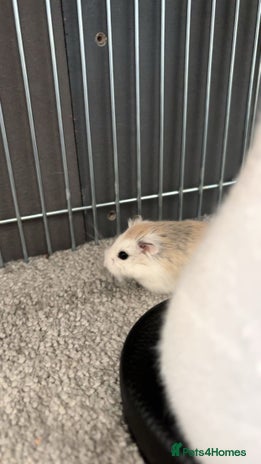 Hamster rodents - Advert 1