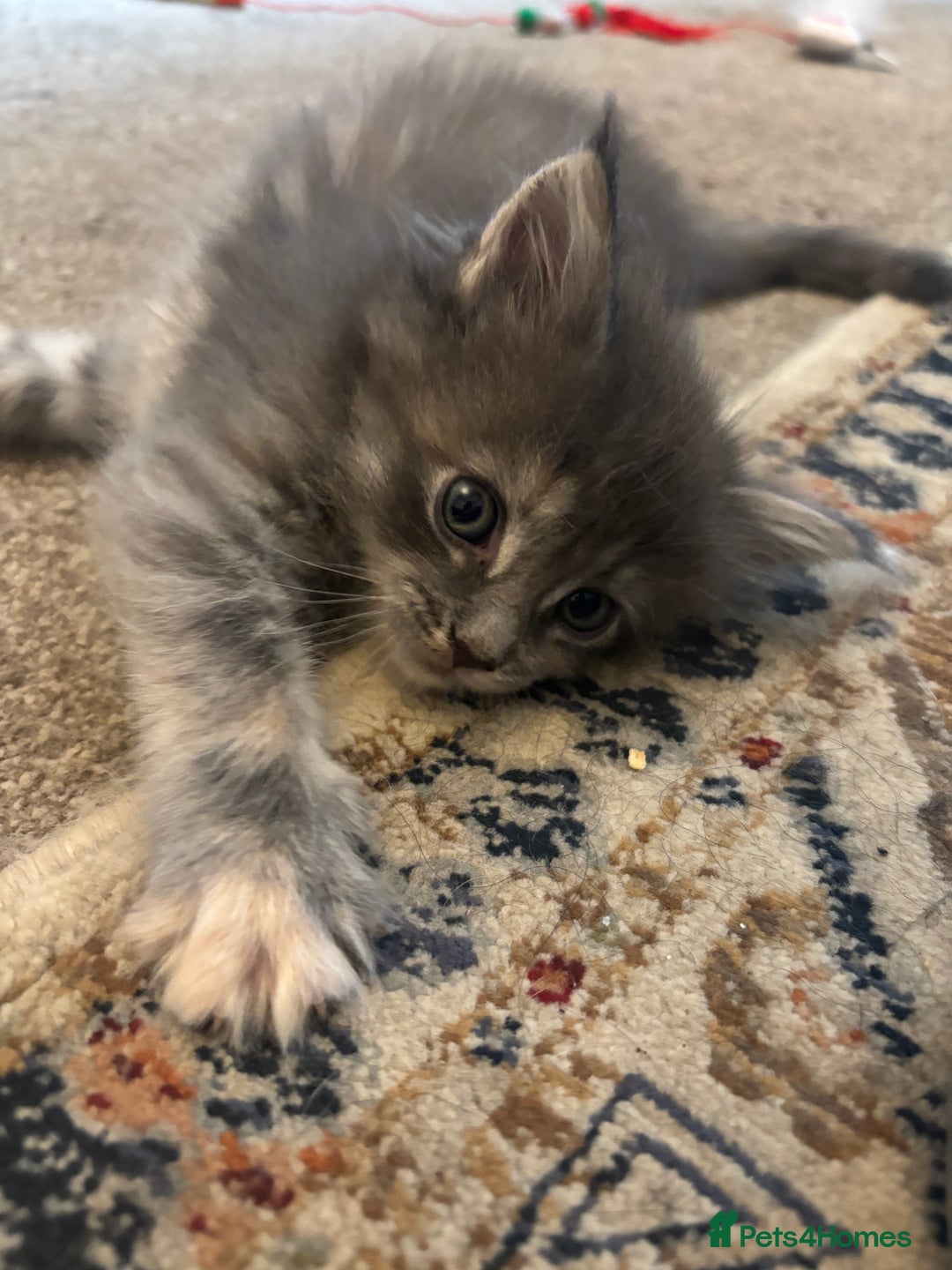 Maine Coon cats for sale: Beautiful Pedigree Main Coon Kittens - Advert 17