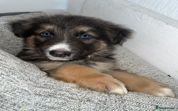 German Shepherd dogs for sale: Ready now 🥰 GSD puppies health tested parents - Image 5