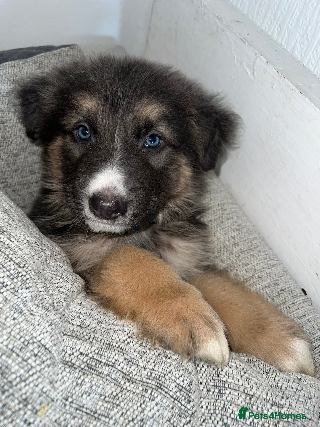 German Shepherd dogs for sale: Ready now 🥰 GSD puppies health tested parents - Image 5