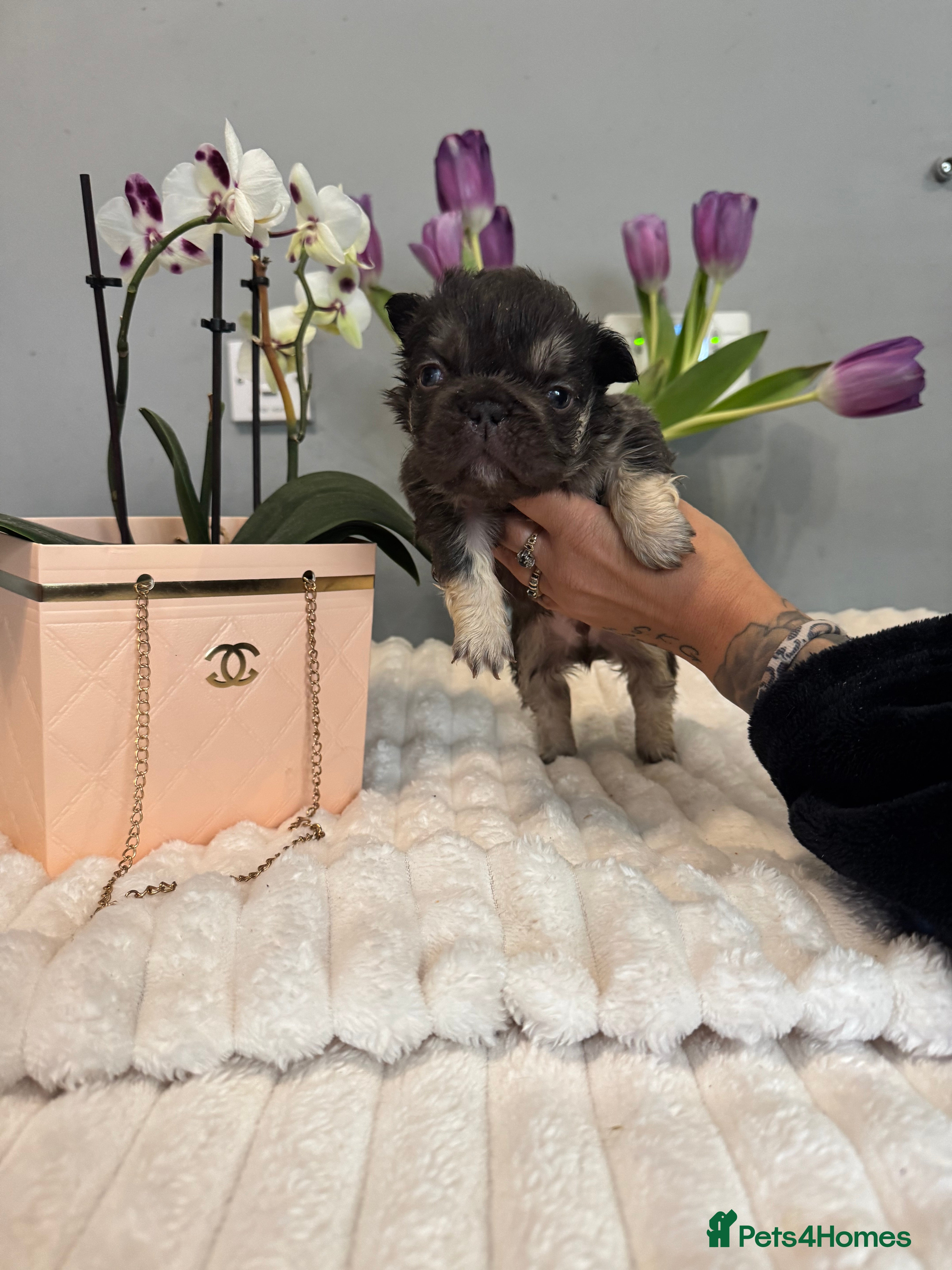 French Bulldog dogs 🩷🏡 Adorable🐶🐾fluffy French Bulldogs - Advert 17