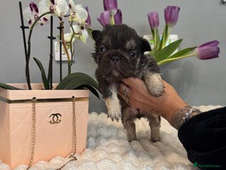 French Bulldog dogs 🩷🏡 Adorable🐶🐾fluffy French Bulldogs - Advert 17