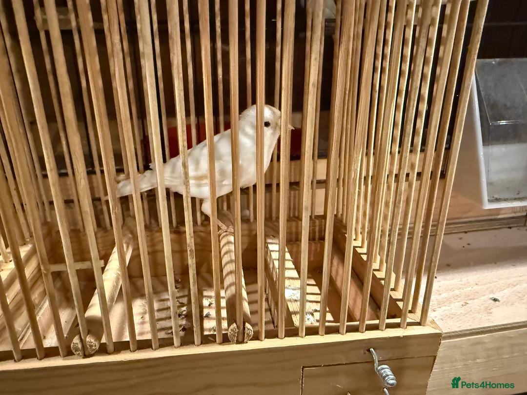 Canaries birds for sale: Canaries  - Advert 6