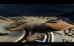 Belgian Shepherd Dog dogs for sale: Belgian shepereds puppies  - Image 13