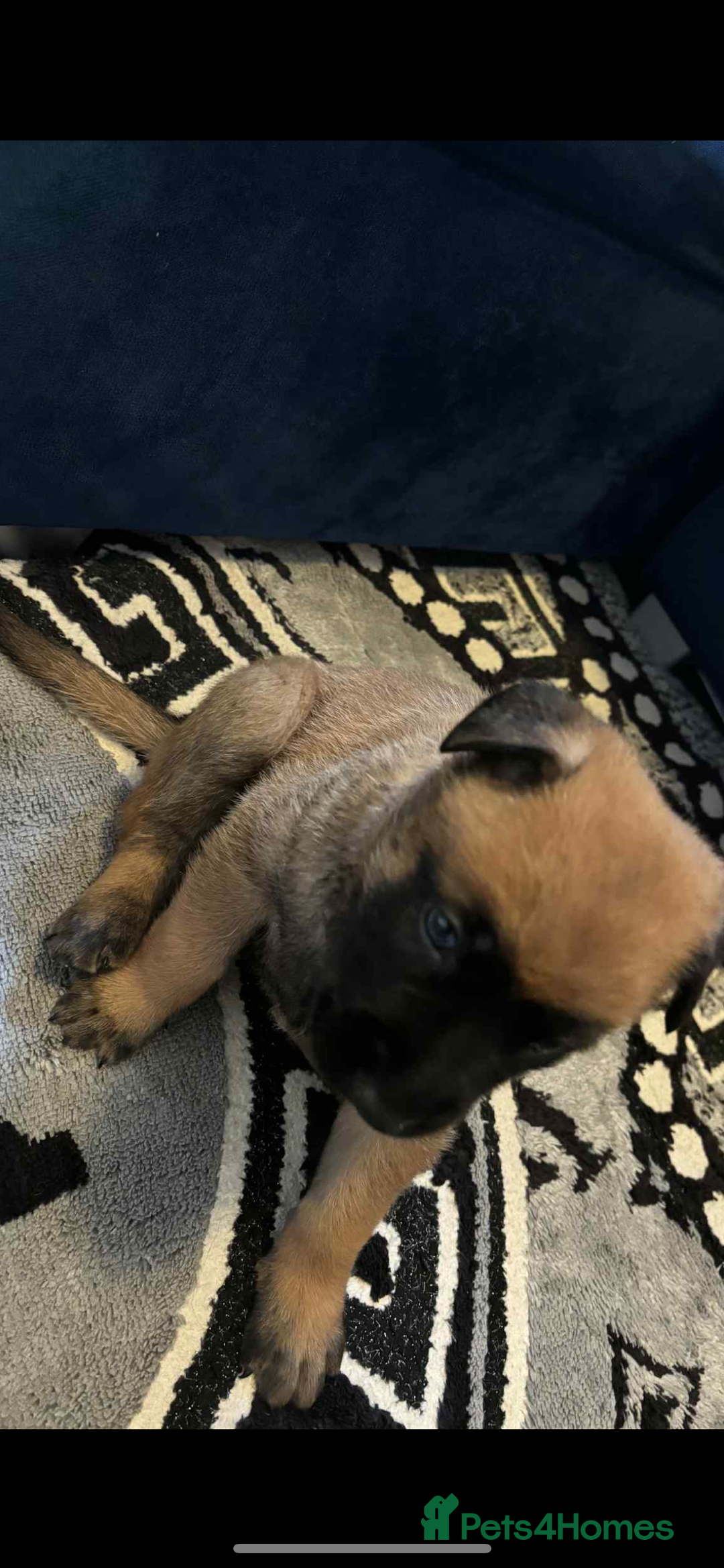 Belgian Shepherd Dog dogs for sale: Belgian shepereds puppies  - Image 13