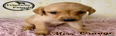 Miss Orange