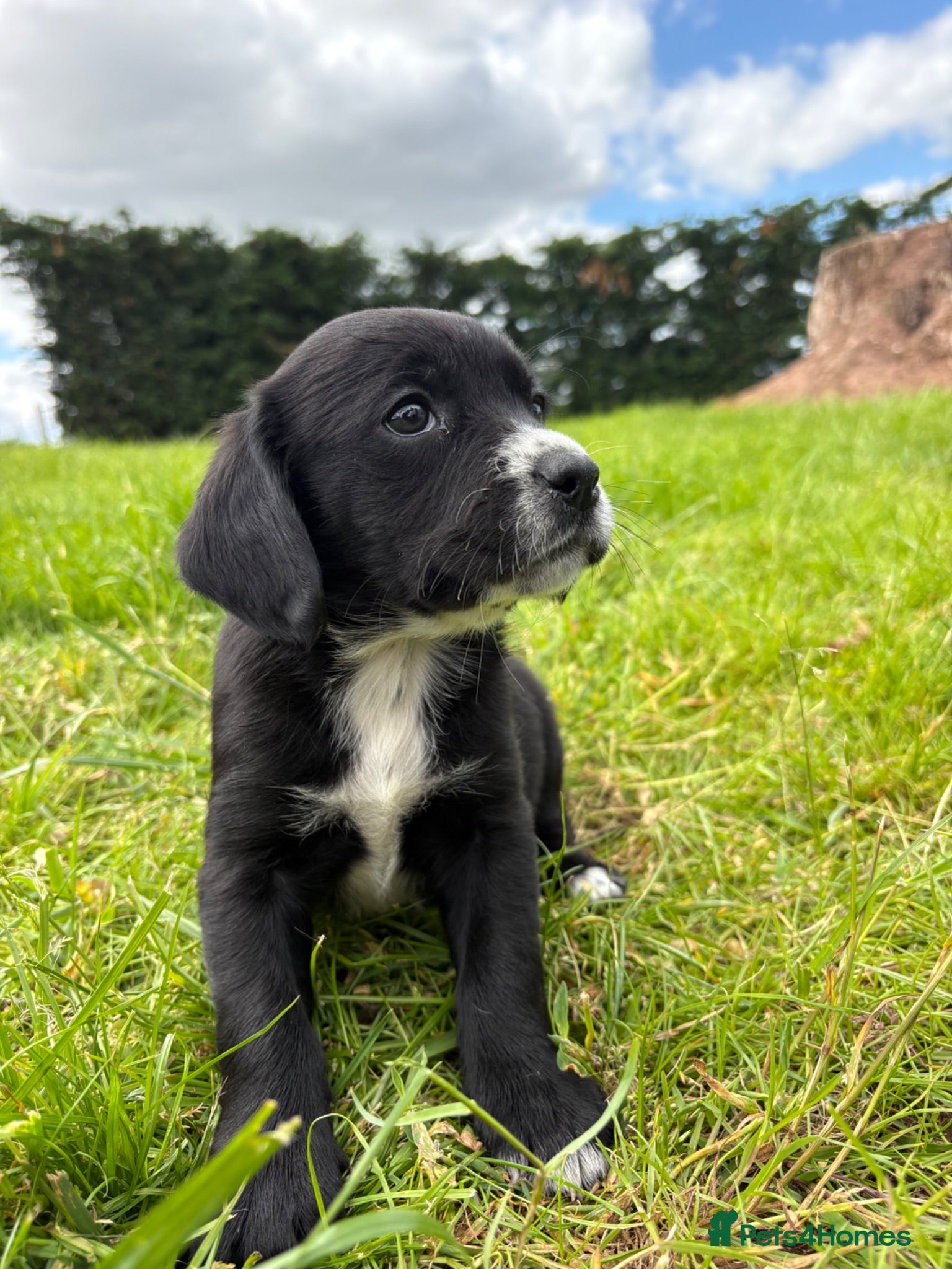 Springador dogs Beautiful springador puppies  - Advert 1