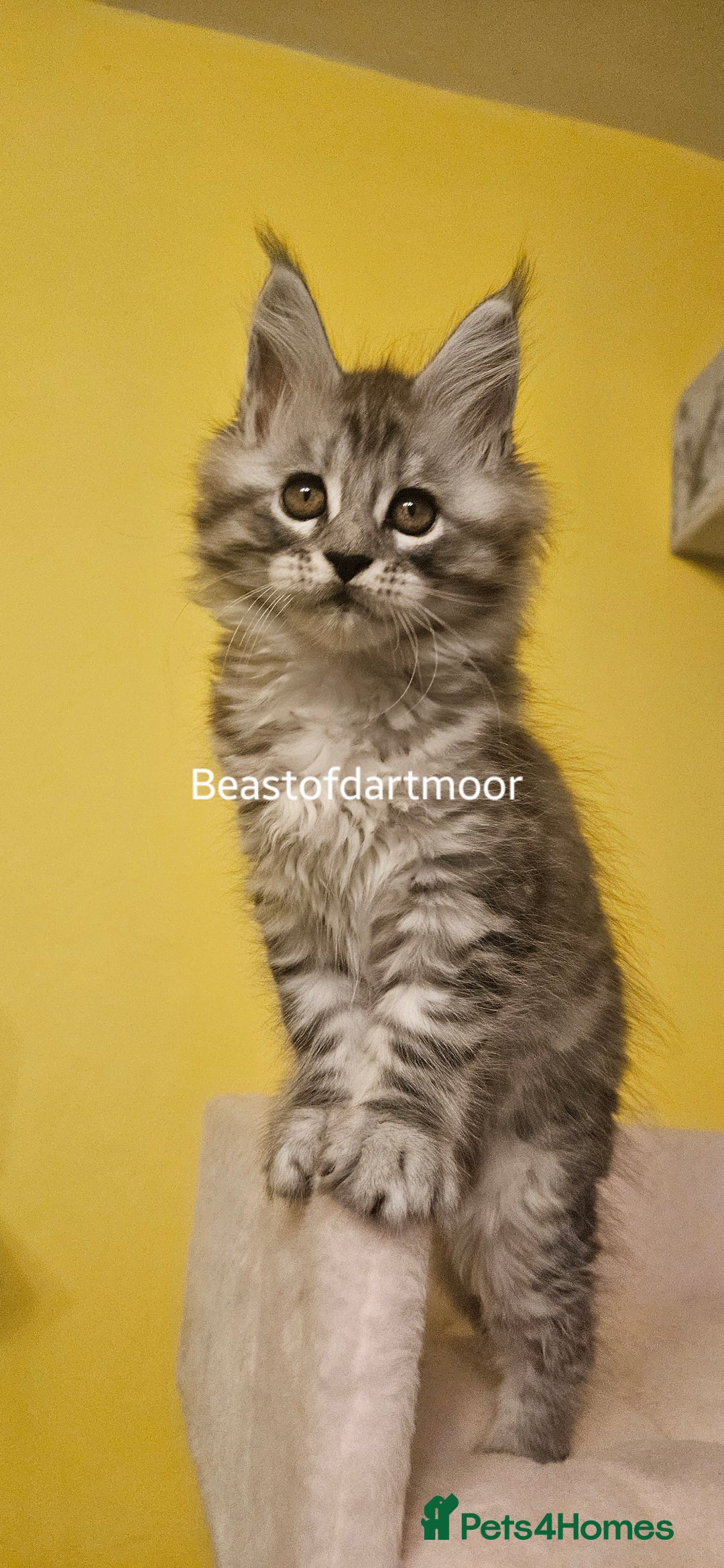 Maine Coon cats for sale: TICA Registered Maine Coon Kittens  - Advert 7