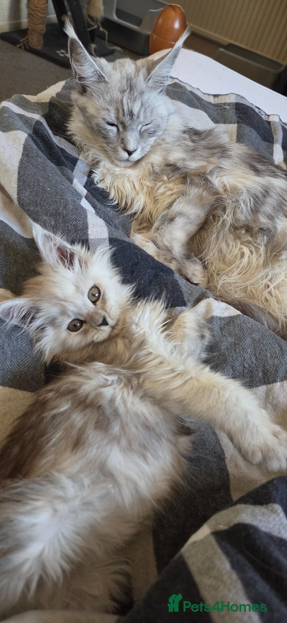Maine Coon cats Pure Breed Maine coon kitten - Advert 7