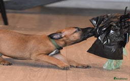 Mixed Breed dogs for sale: Bullherders top working lines  - Advert 20