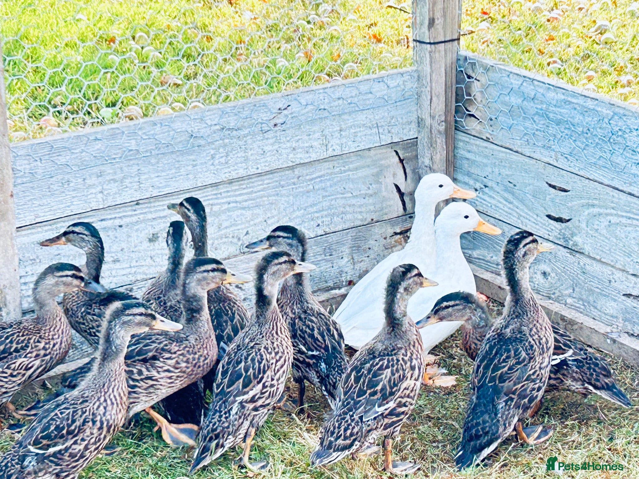 Ducks poultry DUCKS FOR SALE 10 WEEKS old AND ADULTS available - Advert 2