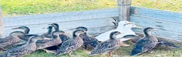Ducks poultry for sale: DUCKS FOR SALE 10 WEEKS old AND ADULTS available - Advert 2