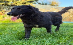 Mixed Breed dogs for adoption: Meet George !!!  - Image 5