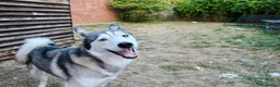 Siberian Husky dogs for sale: 2 Siberian huskies in Huntingdon - Advert 8