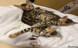 Bengal cats for sale: Bengal kittens  - Image 4