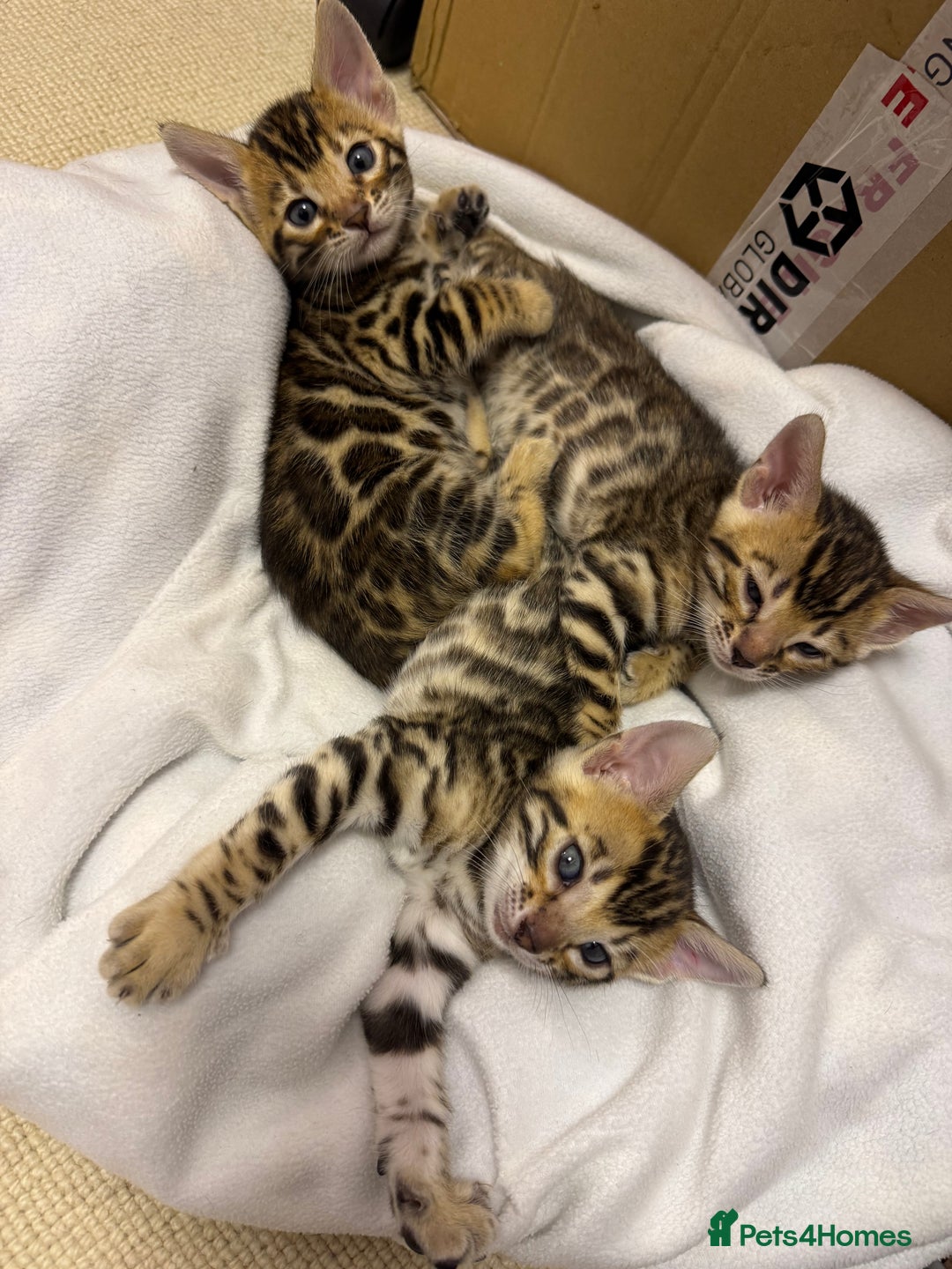 Bengal cats for sale: Bengal kittens  - Image 4