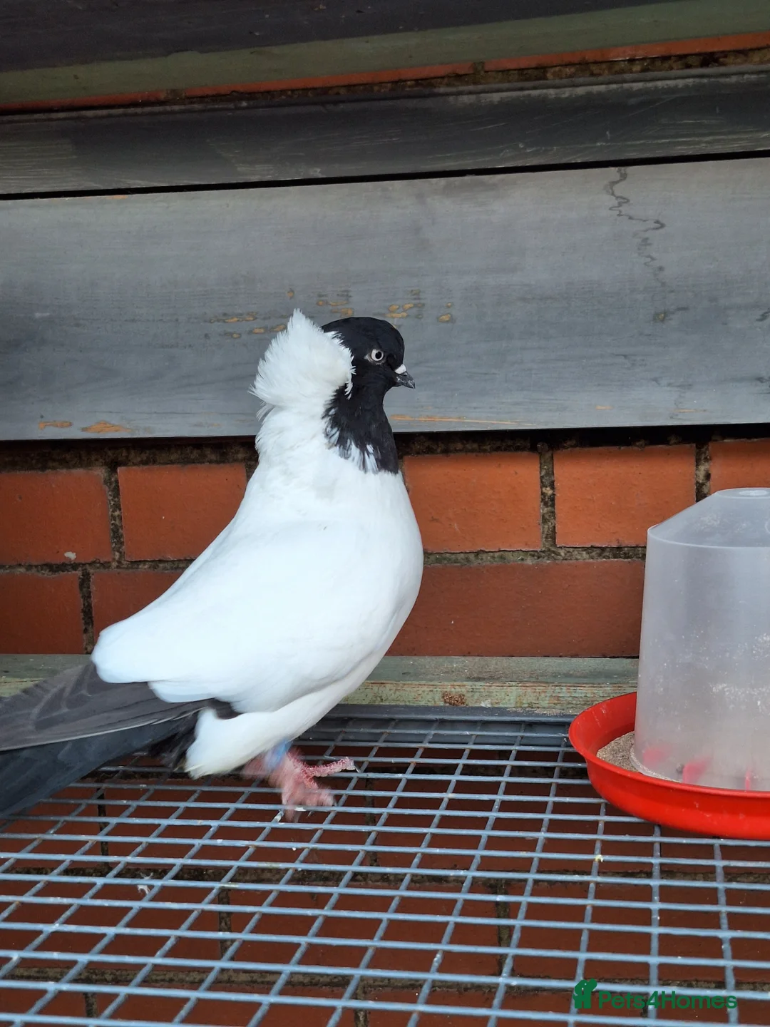 Pigeons birds for sale: 4 mix pigeon for sale - Advert 10