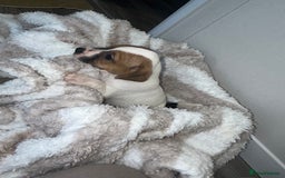 Jack Russell dogs for sale: Jack Russel puppies  - Image 7