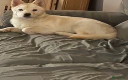 Mixed Breed dogs for sale: One Beautiful female chowski puppy  in Maesteg - Image 10
